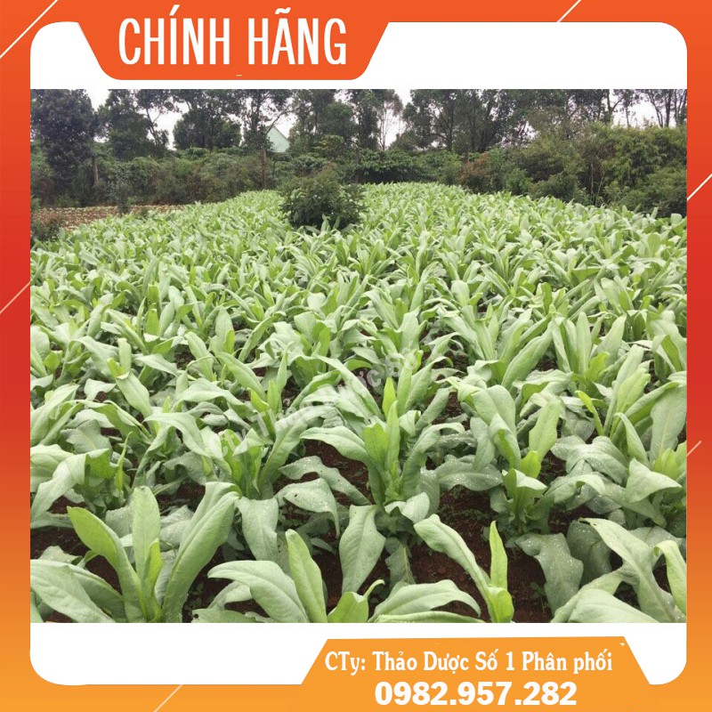 Trà Bồ Công Anh P&K - mát gan, giải độc, ngừa ung thư TDSO1