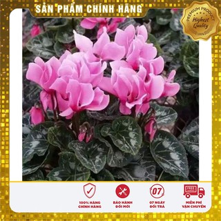 Hạt giống Hoa anh thảo tự chọn màu LUCKY ( gói 5 hạt)