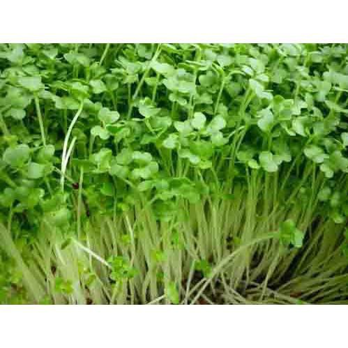 Hạt Giống Rau Mầm Củ Cải Trắng - Giòn, Ngọt, Dinh Dưỡng Cao