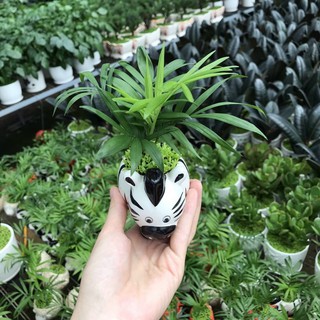Chậu sứ thú mini 7-13cm