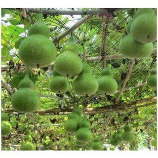 Hạt giống Bầu Hồ Lô