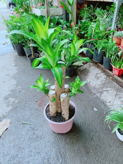 Cây Phát Tài