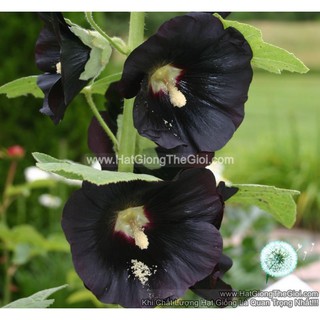 1Gr 100.HAT Hạt Giống Hoa Mãn Đình Hồng Đen (KD| -KD: B18*V34*M211)