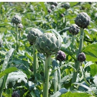 Hạt giống Atiso xanh 5 hạt - tặng kèm 3 viên nén kích thích ươm hạt giống - DC