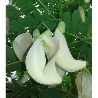 Hạt Giống Bông So Đũa (2g)