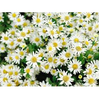 GÓI 2500 HẠT GIỐNG HOA CÚC CHI TRẮNG