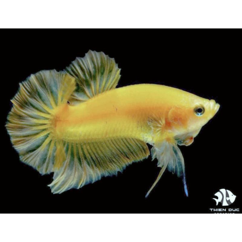 1 Cặp YELLOW lai trốngg máii tặng thức ăn