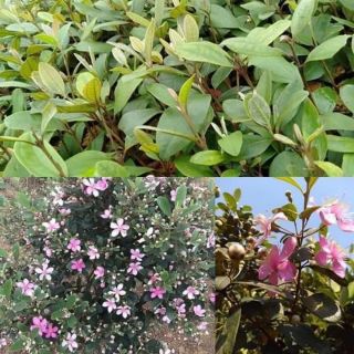 Cây giống Hoa Sim Tím.