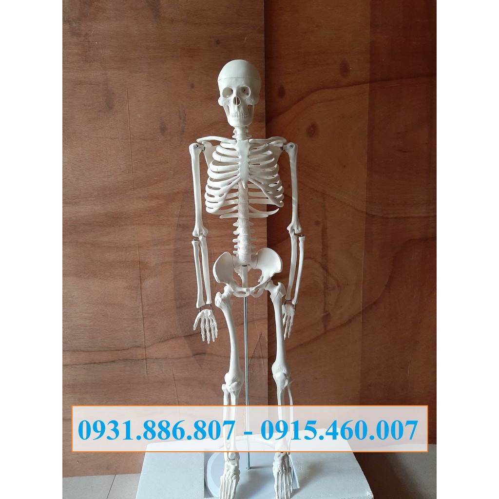 Mô hình giải phẫu hệ xương người cao 85cm