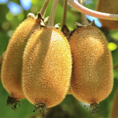 100 Hạt giống kiwi vàng - Siêu Quả - Chất lượng cao