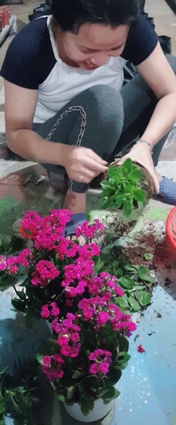 Cây sống đời hoa kép đủ màu