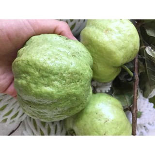 Ôỉ nữ hoàng