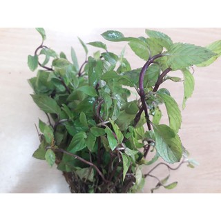 Cây rau thơm (thơm Láng Hà Nội) | Shopee Việt Nam