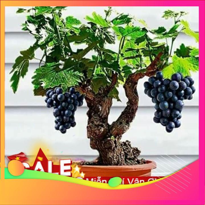 Hạt Giống Nho Lùn - 10 Hạt VIETGAR