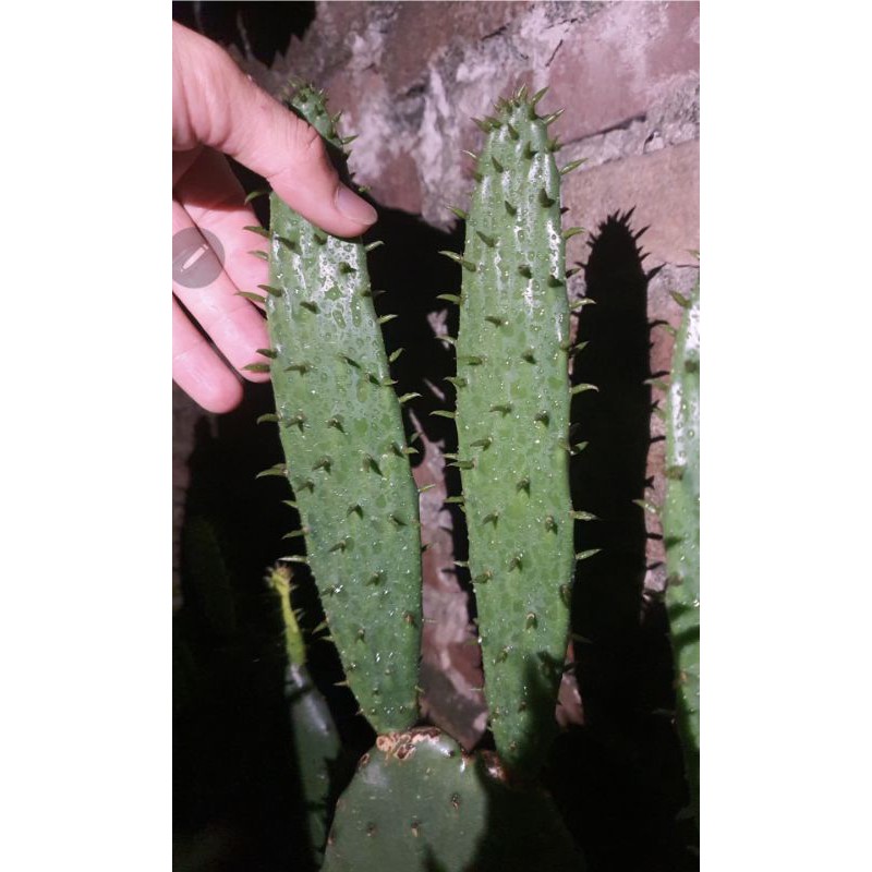 Cây xương rồng Nopal Tách lá nhỏ đã già _Opuntia ficusindica