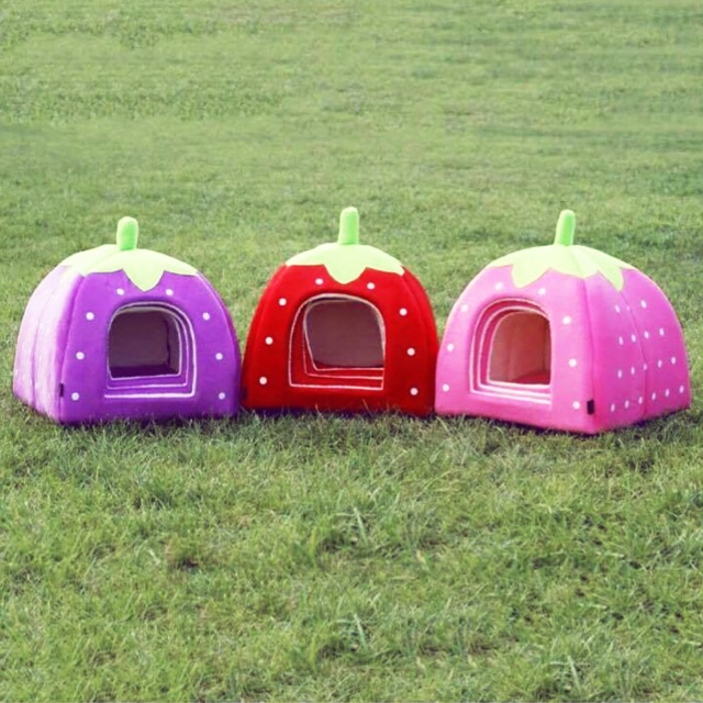 Nhà dâu tây cho thú cưng