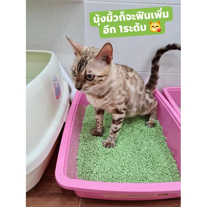 [Tân Phú] Cát đậu nành hữu cơ CATURE cho mèo - 5.5L - Xả trực tiếp trong nước | phinthecat
