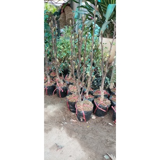 Cây hoa mộc lan đang nụ