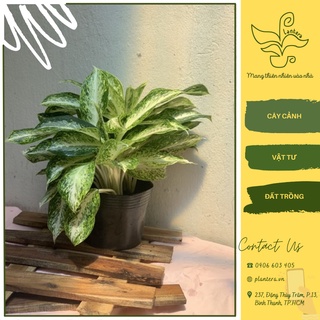 Cây bạch tuyết chậu c7 - cây cảnh - cây ưa mát - cây lớn