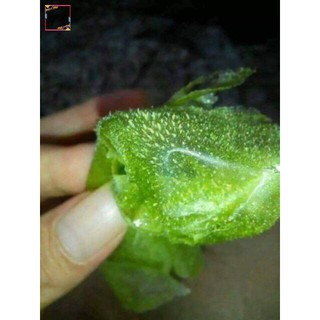 Lột Mụn Matcha