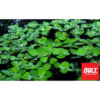 Combo Betta Food 2 SPR - Thức ăn cho cá
