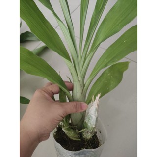 Hoa lan thiên nga cây lớn đủ màu