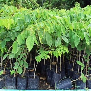 Cây gõ đỏ cao từ 1m