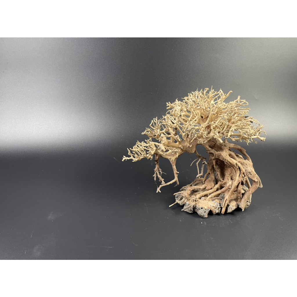 Lũa Bonsai, Lũa thủy sinh dùng trang trí hồ cá cảnh, hồ thủy sinh, văn phòng, nhà cửa