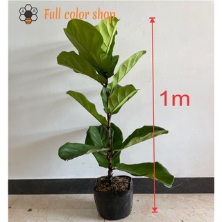 CÂY BÀNG SINGAPORE CAO 1M