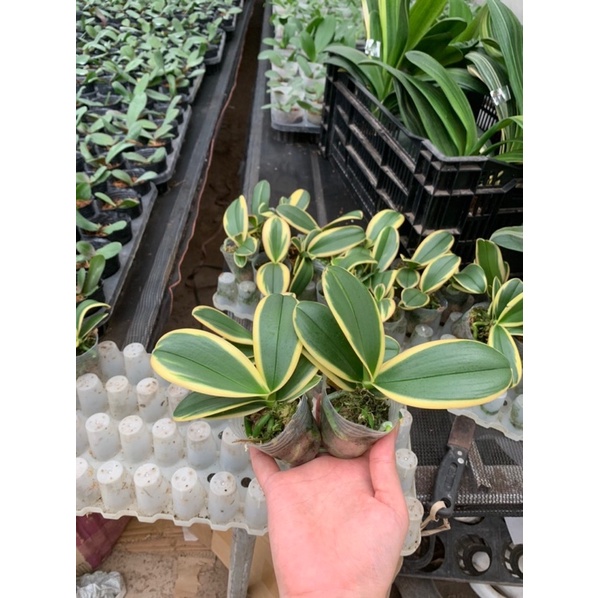 Lan hồ điệp lá biên size to