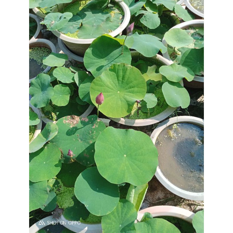 Sen trắng cánh đơn món quà từ thiên nhiên mộc mạc mà lôi cuốn