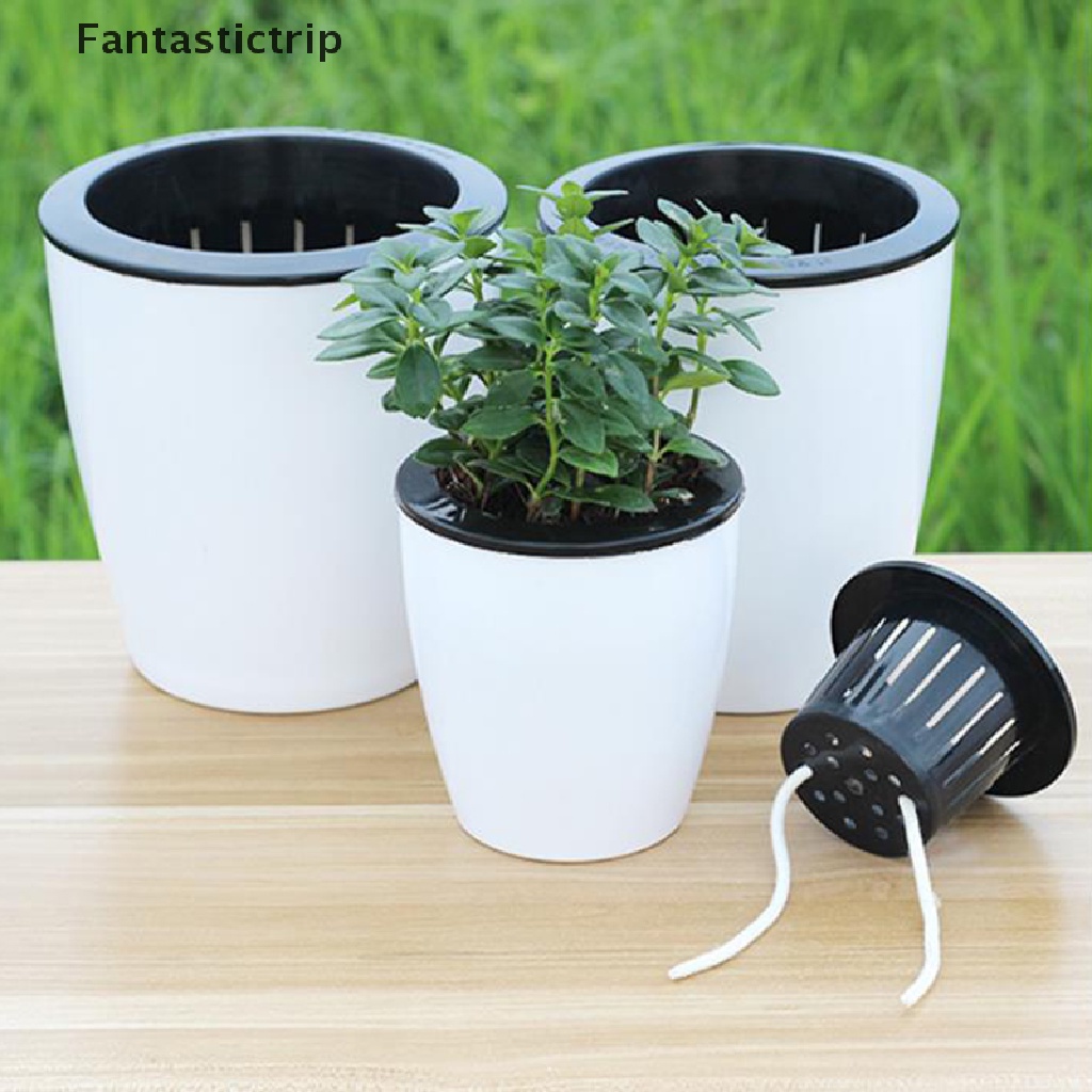 Cây Thủy Sinh Thấm Hút Nước Chất Lượng Cao