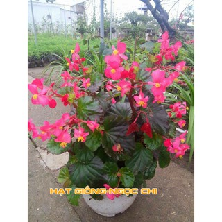 Hạt Giống Hoa Sen Cạn - 15 Hạt
