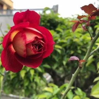 Hoa hồng Docteurs Massad