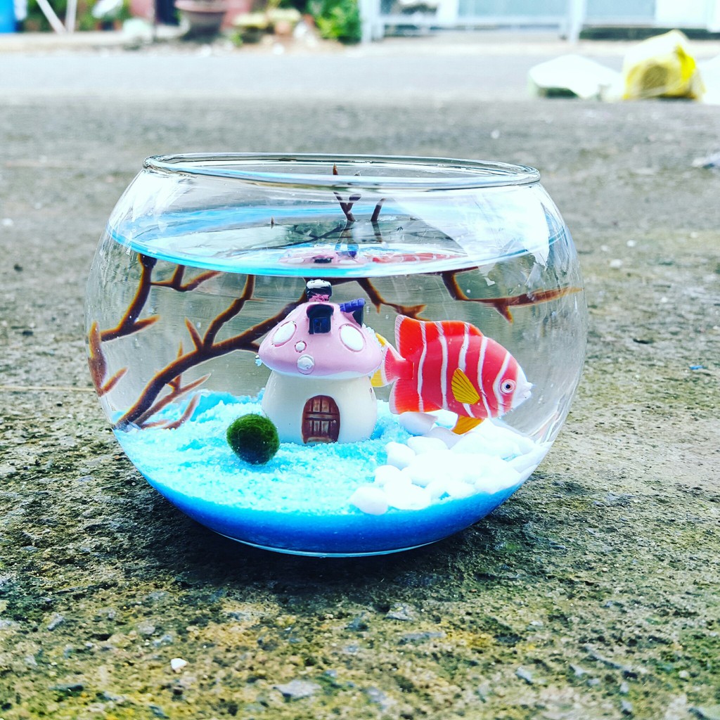 Bể cá Marimo trang trí nhà cửa