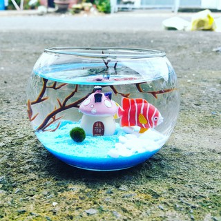 Bể cá Marimo trang trí nhà cửa
