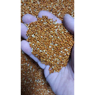 Hạt kê vàng cho chim 1kg giá 30k