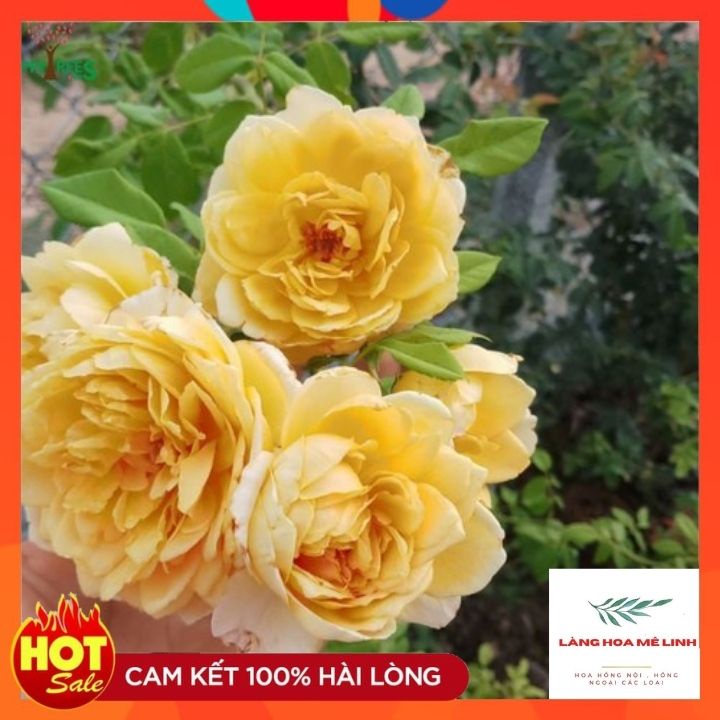 Hoa hồng ngoại Golden Celebaration rose SIÊU PHẨM – Sắc vàng tươi đẹp mộng mơ tới từ vương quốc Anh.️️.