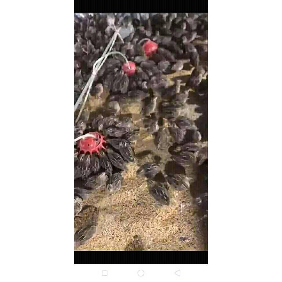 Máng úm cho gà, vịt, CHim Cút