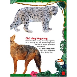 Sách - Khám Phá Động Vật 5 Châu - Châu Á