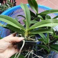 Ngọc điểm 2 năm tuổi