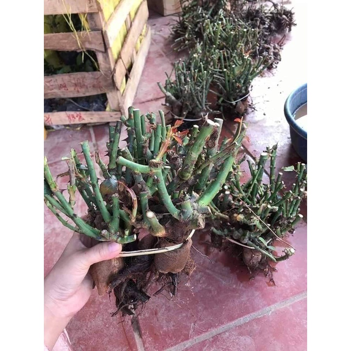 Cây giống gốc Hoa hồng ngoại cây to mập ko phải gốc thải (tặng kem kích rễ kích mầm chọn màu ngấu nhiên