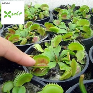 Hạt giống cây bắt côn trùng (cây bẫy kẹp) (15 hạt)