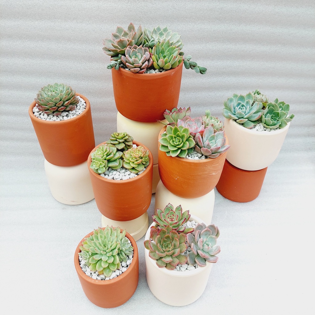 Chậu đất nung, Chậu sen đá - Trụ các kích thước từ 10cm đến 12cm