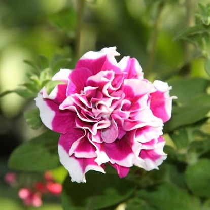 Hạt giống dạ uyên thảo kép nhiều sắc F1