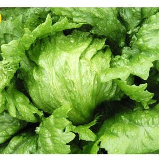 HẠT GIÔNHS XÀ LÁCH CUỘN CHỊU NHIỆT