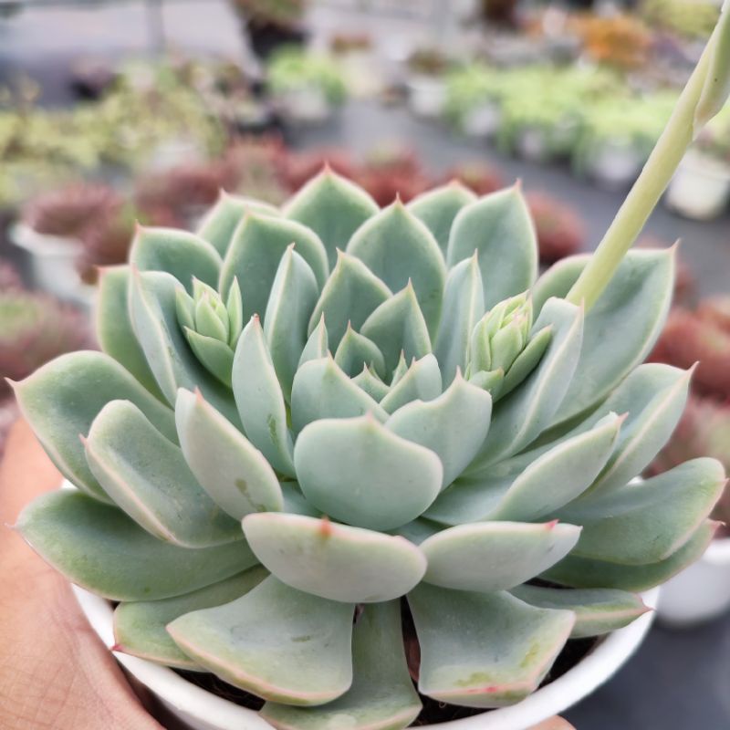 Sen Đá Liên Đài Trắng Size Trung Bình 10-12cm, Xuất Xứ PANDAA GARDEN Đà Lạt Khoẻ Đẹp, Thích Nghi Khí Hậu, Lỗi 1 Đổi 1