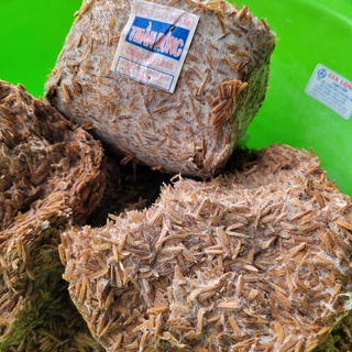 Combo 10 meo nấm rơm Thần