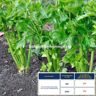 5GR - HẠT GIỐNG CẦN TÂY