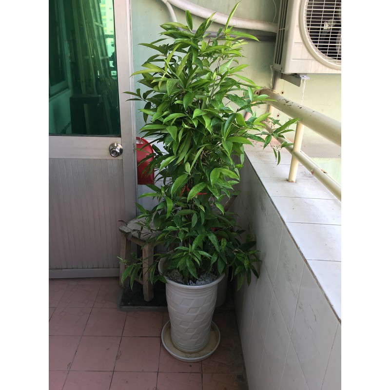 CHẬU CÂY TRÚC NHẬT CAO 1M -LOÀI CÂY LỌC KHÔNG KHÍ,VƯỢNG PHONG THỦY CHO GIA CHỦ